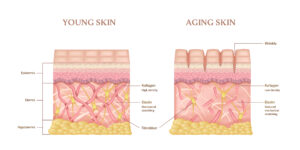 26762473 2202.q703.017.S.m004.c12.skin anatomy layers structure