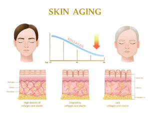 26762479 2202.q703.018.S.m004.c12.skin anatomy layers structure 2